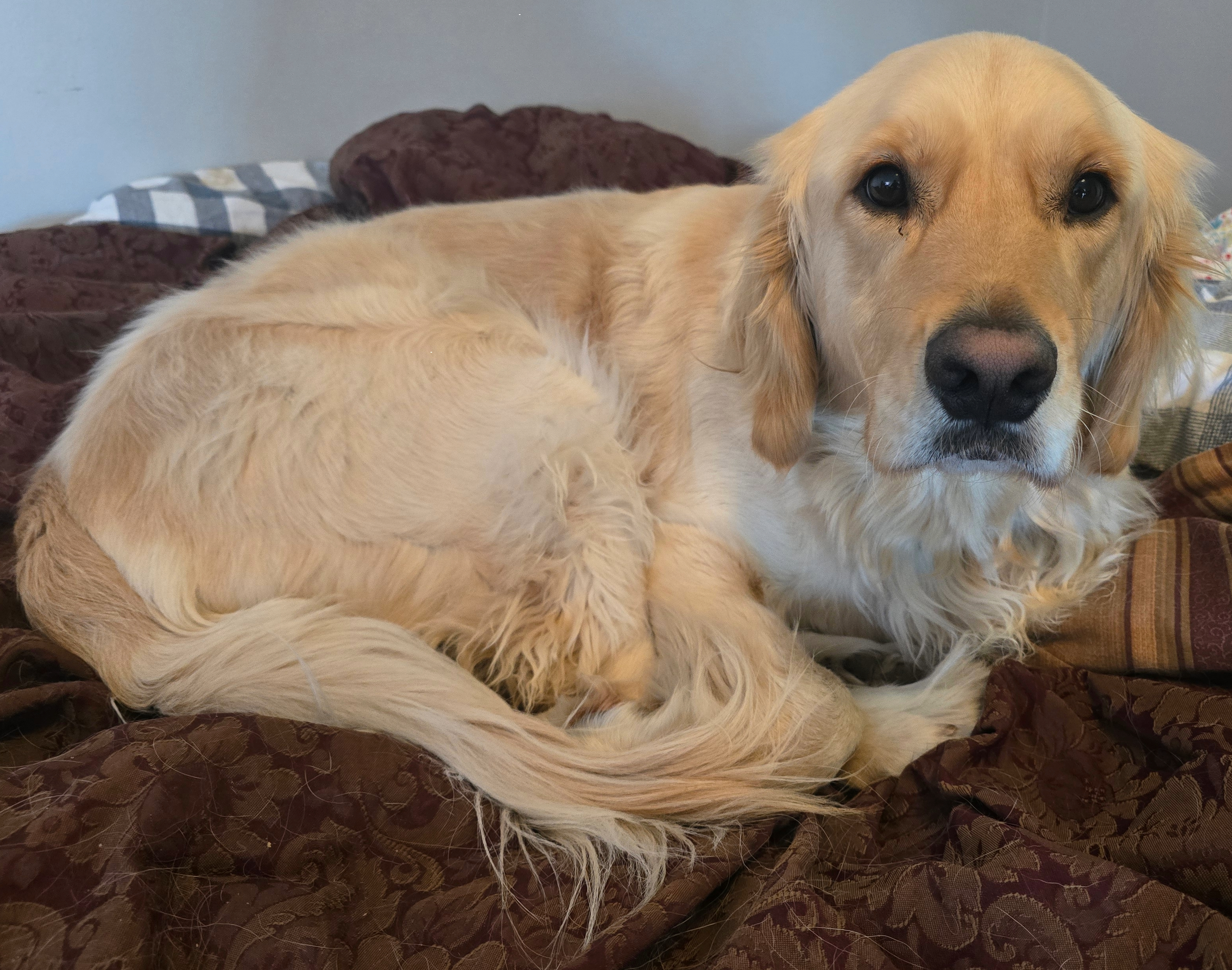 A dog lying on a bed
