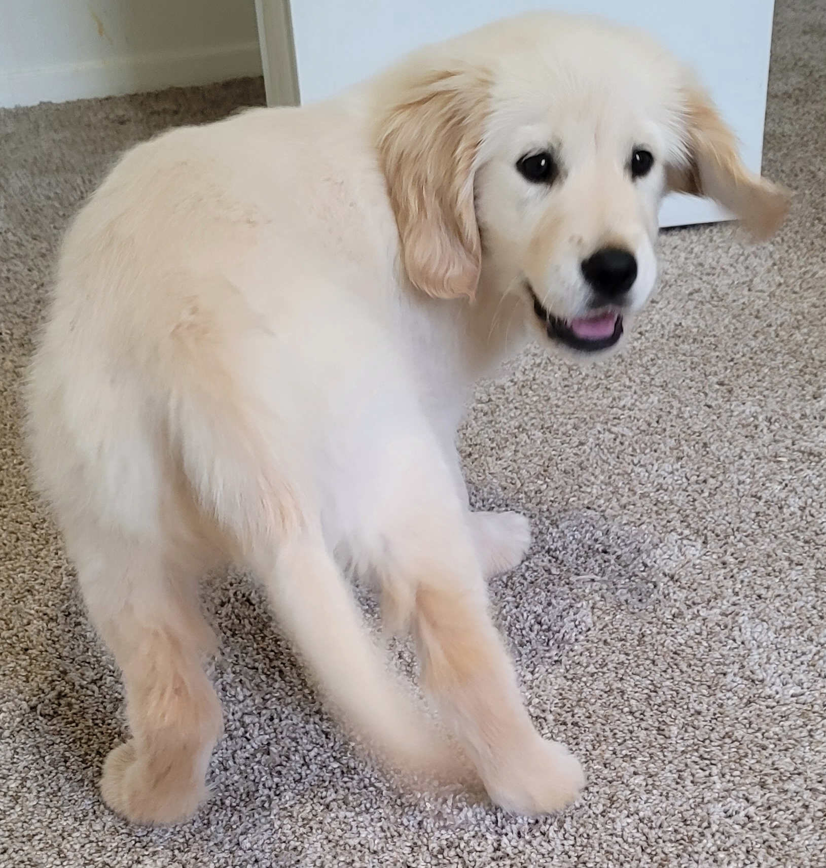 A dog standing on carpet