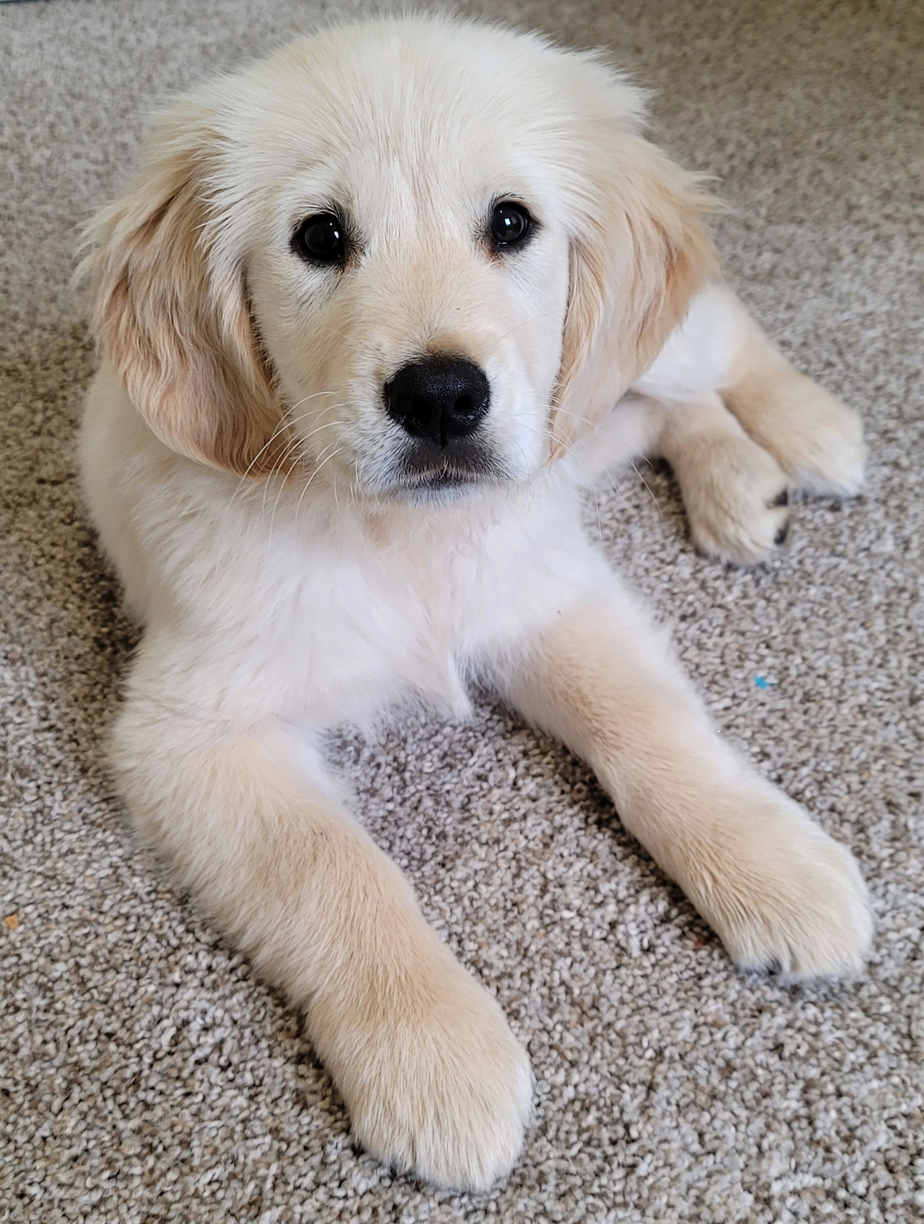 A dog lying on carpet