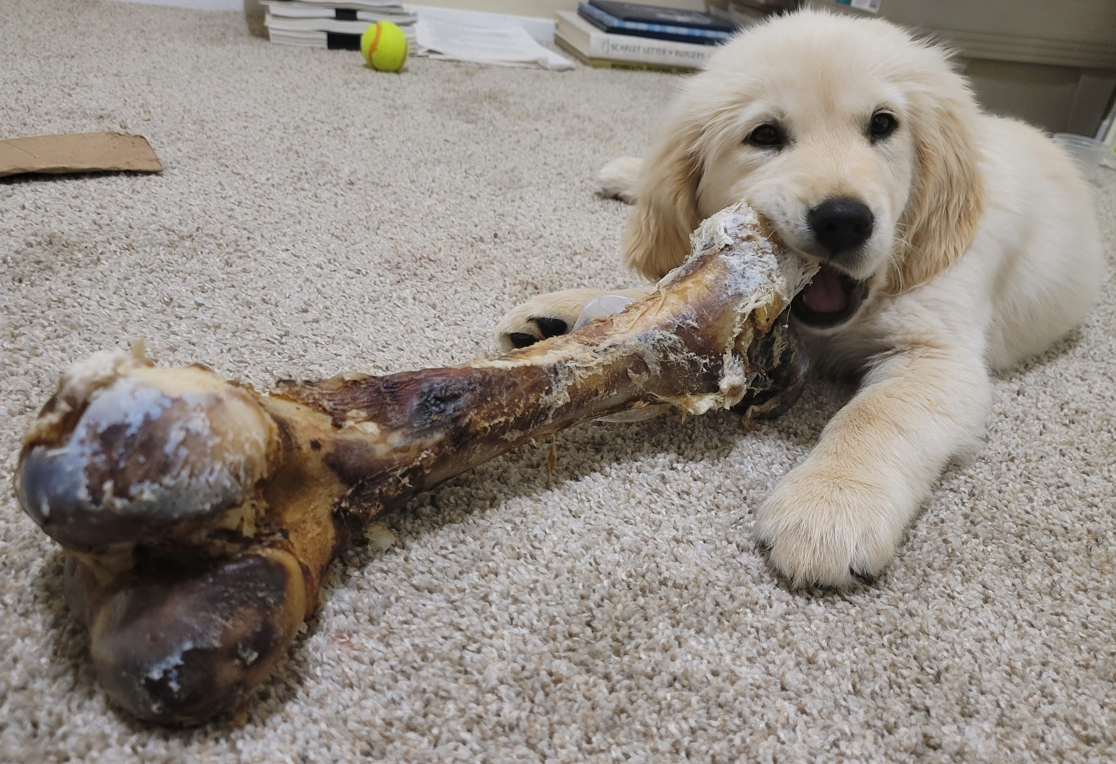 A dog chewing on a large bone