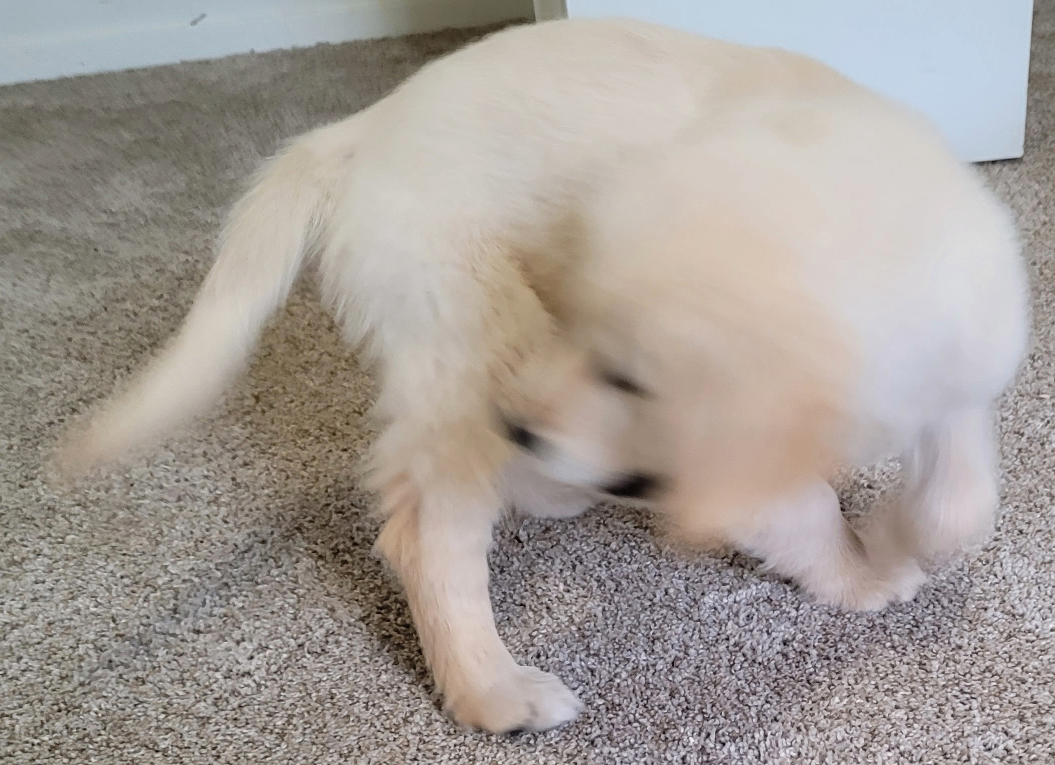 A dog playing with its paw