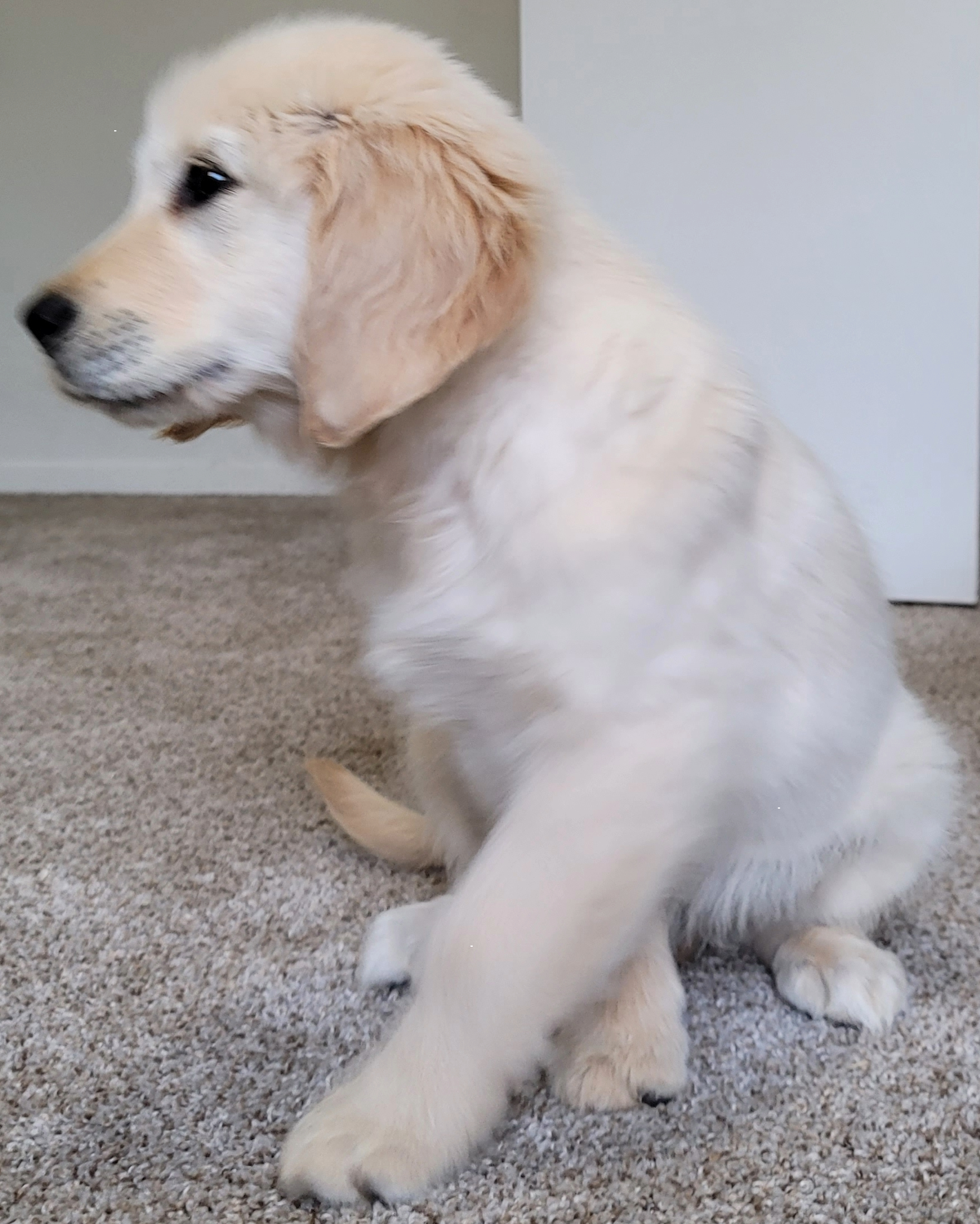 A dog sitting on carpet