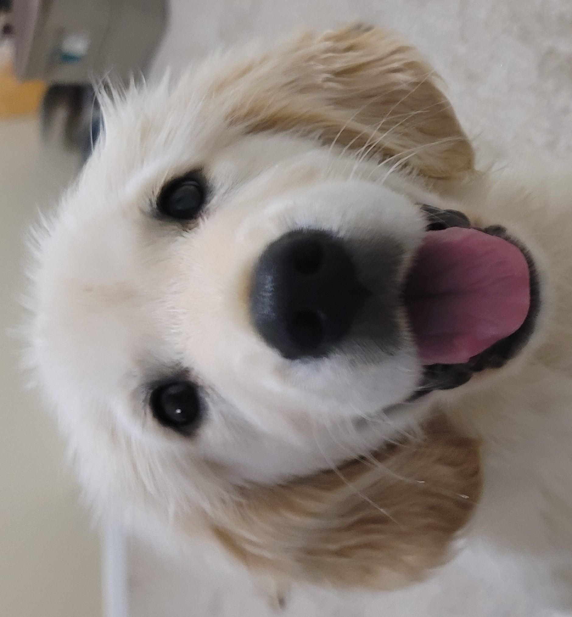 A dog with its tongue out