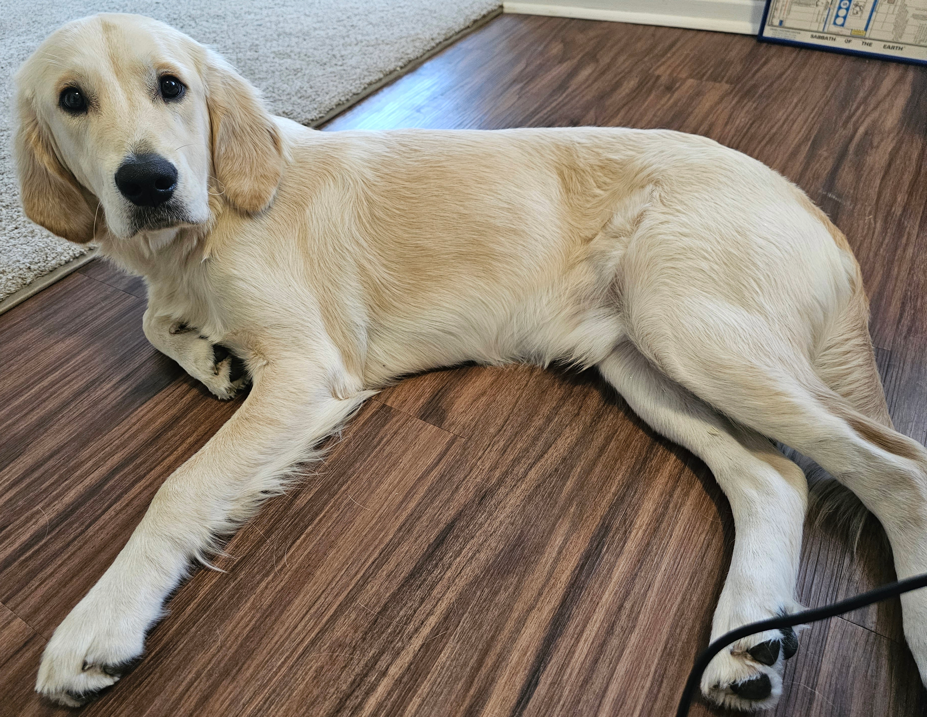 A dog lying on the floor