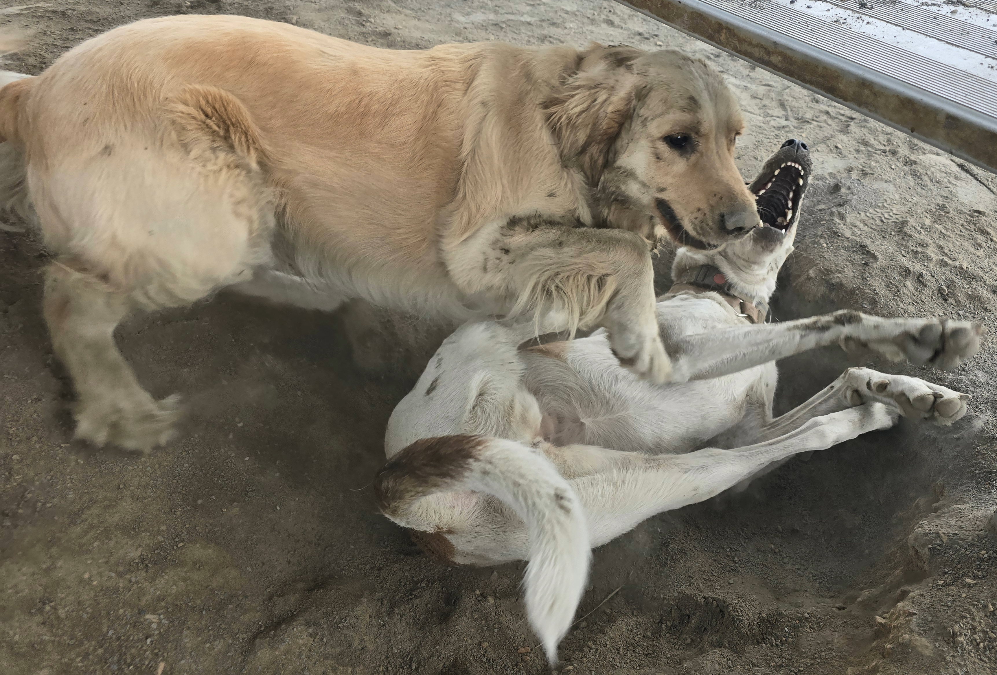 A dog playing in the sand
